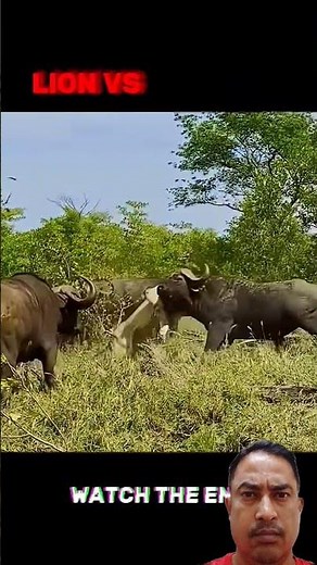 Why You Should Never Mess With a Buffalo Herd. 😱 #animals #wildlife #lion #buffalo #nature #survival