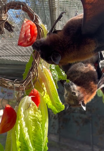 Malayan Flying Fox Girls Enjoy Festive Snacks
