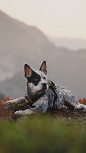 32K views · 3.8K reactions | Dude, don’t leave the door open… | Apollo in the Wild | Facebook