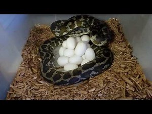 Laying Eggs Carpet Python Breeding