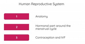 Human Reproduction | LC Biology | Studyclix Boost