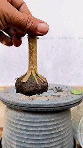 Eksperimen sancang prokar 🌳 #plants #viralfbreelsfypシ゚ #bonsai | Asep Bonsai