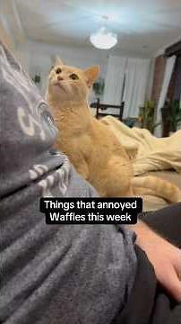 Waffles: the schedule-keeping, overstimulated king #cats #shorts