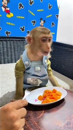 Monkey home full of happiness 🐵🏡😊 #Monkey #Happy #Love