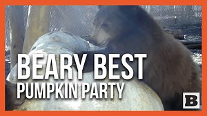 18K views · 515 reactions | For over 24 hours, two orphaned bear cubs at the San Diego Humane Society's Ramona Wildlife Center were mesmerized by a colossal 467lb pumpkin. | Breitbart | Facebook