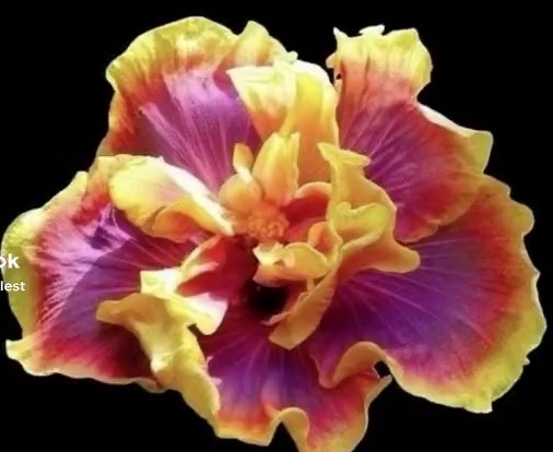 Hibiscus Flowers: Nature's Tropical Beauty