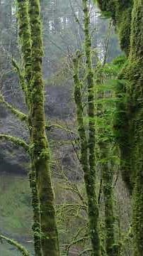 J - Jamesiella hidden lichen. Lichens from A to Z