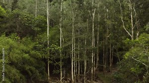 Drone view of beautiful green forest trees in a rural landscape. Zooming out.