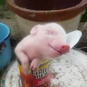 1.4M views · 8.8K reactions | Show someone this sleeping piglet to make them smile  | Lovimals | Facebook