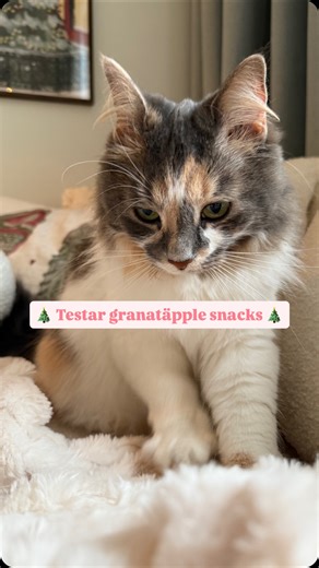 ELIN | UGC kreatör | Sverige 🧚‍♀️ on Instagram: "Sjukaste någonsin! Spara och testa 😍🎄✨ #granatäpple #snacks #tips"