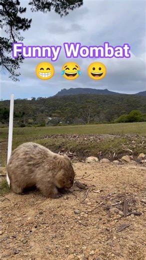 You Won't Believe How Silly Wombats Actually Are #funnyvideo #wombats #cute