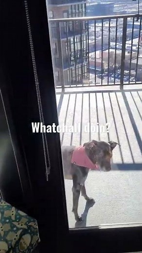 Luna dog wants out