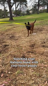 The dynamic duo #malinois #malinoislovers | Aaron Michael Louis