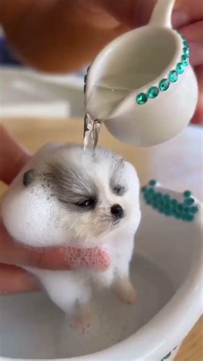 Çok Tatlı 🥰🥰#cutemonkey #cat#funny#tiktok#dans#şarkı #monkey #cutecat#viral#fypシ#catlovers#monkeys