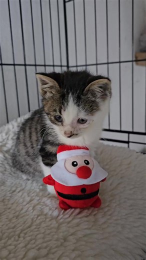 No dia que teve alta clínica, o Noel ganhou um presente de outro bebé humano com quem se cruzou à saida da clínica. O Noel é o gatinho mais fofo de todos os tempos, resgatado junto ao hotel abandonado das Sete Cidades, sabe deus como foi lá parar, e a boa notícia é que está para adoçao 😻 Para adotar: https://drive.google.com/file/d/1lo0jZagy90bvxWf2Lv0hu2XJfe-HGT4k/view?usp=share_link São Miguel, Açores-Portugal Pode viajar ✈️ | Gato procura humano gourmet