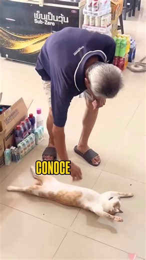 4 Patas | Súper Felino 🐈 on Instagram: "🛑 EL EMPLEADO DEL MES 😹😹😹 • • #gatos #catsofinstagram #cats #catsoftiktok #catsofinstagram #catsvideos #FunnyCats #pets #mascotas #mascotasfelices"