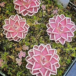 Mexican or Tropical Butterworts (Pinguicula)