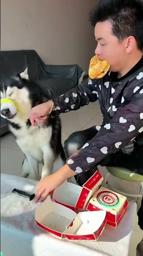 tingkah lucu anjing #cutecats #cutedog #pets #funny