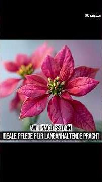 Dein Weihnachtsstern soll dieses Jahr endlich länger halten? 🌿🎄