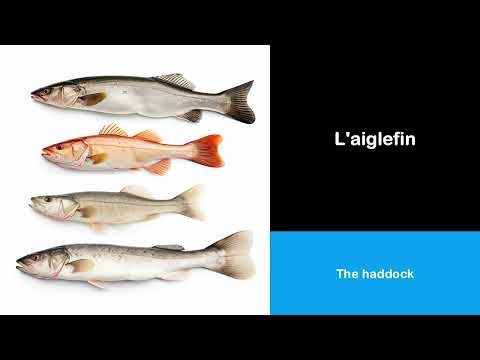 Say it in French I The haddock
