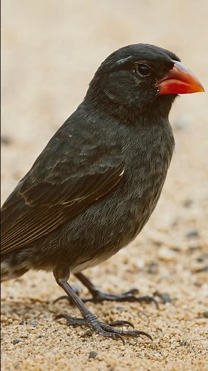 This Bird Drinks Blood to Survive 😳 | #7 Vampire Finch