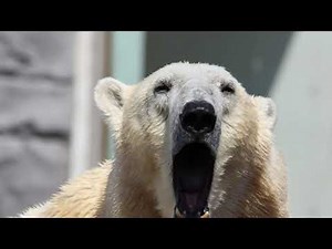 Polar bear growling sound effect