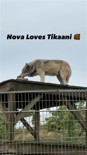 #wolf #wolves #wildlife #wolflover #wildlifeeducation #graywolf #tikaani #nova #bigrunwolfranch | Big Run Wolf Ranch