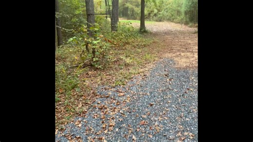 So yeah, me and Joshua and Caleb did what it took so AWI could cross into the promise land of milk and honey! ( or clover, oats, rye, chickory and other yummy stuff ) We killed the Hittties, (Coyotes) Amorites, (Bobcats) Canaanites, (Foxes) Perizzites, (Opossums) Hivites, (Red Tail Hawks )Jesubires, (Raccoons) Termites, (self explanatory) and those pesky libardites (Demorats). We don't have hogs here yet (Anakim) but when they show up, it's curtains for them too! And AWI just wants to eat tree l