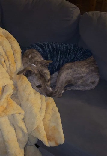 Cozy Pitbulls in Matching Sweaters