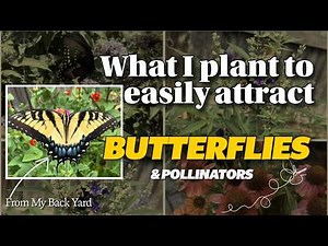 How to make a butterfly garden - plants that attract butterflies fast and easy 🦋 What I plant