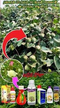Best Cotton Flowering Spray & Insecticide | High Yield Cotton Farming Tips 🌸🚜"||పత్తిలో అధిక పూత