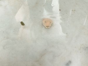 我养了一盆沙子