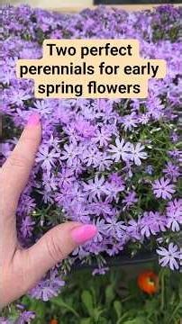 Two perfect perennials for Early Spring flowers and landscape color