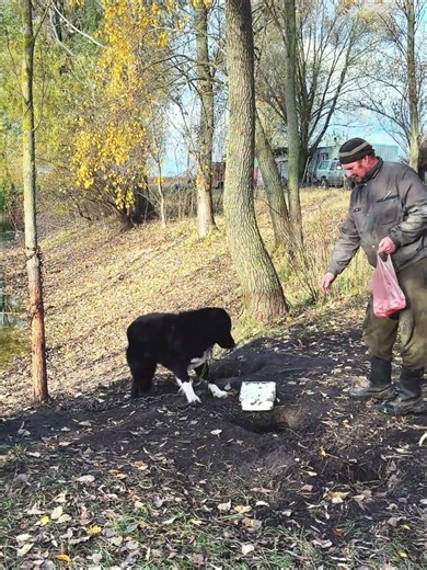 Farmer’s Best Friends: Guard Dogs Protect the Herd in the Open Field