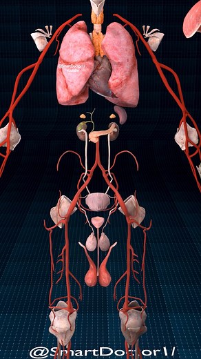 60K views · 786 reactions | Anatomy of internal organs ♻️✨ . ....