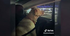 Labrador has the most adorable reaction to Christmas lights show: 'He is so mesmerized'