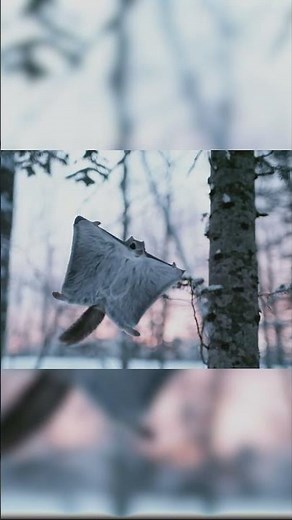 ఇవి నిజంగా ఎగురుతాయా?! 🐿️✨ Cutest Flying Squirrels Ever!