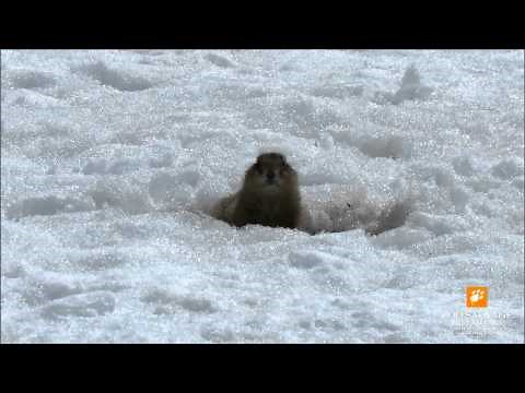 chiens de prairie sortent d'hibernation Prairie dogs out of hibernation Zoo sauvage de St Félicien