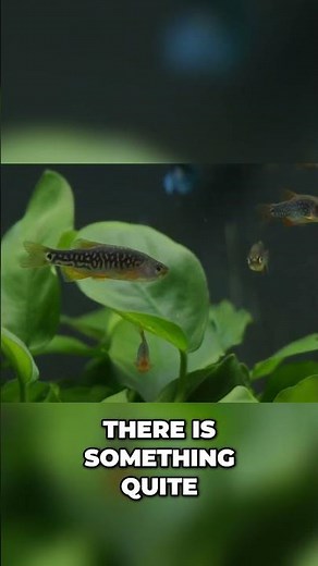 Bettas & Galaxy Rasboras: Unbelievable Aquarium Harmony! #shorts