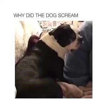 WHY DID THE DOG SCREAM 🐶😂 - Funny Puppy Fail Meme