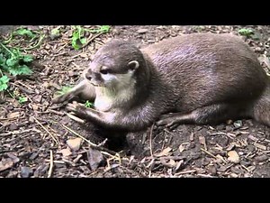Happy otters squeak in excitement during playtime