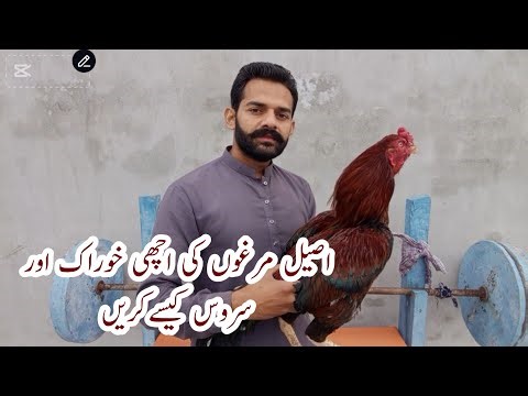Aseel murga ko kaya khuraak daalen | aseel murga ki achi khuraak | ihsan Gujjar vlogs