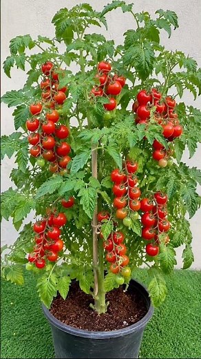 👉 This Plant Is LOADED with tomatoes ! You Won’t Believe This! #shorts #viral