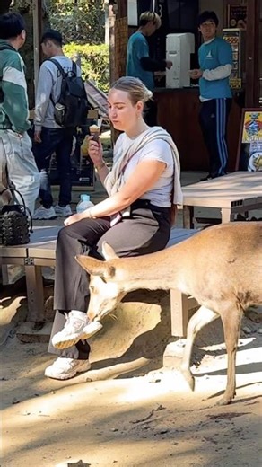 奈良公園いっぱい😡のかわいい鹿と笑顔の観光客「せんべいあげ体験