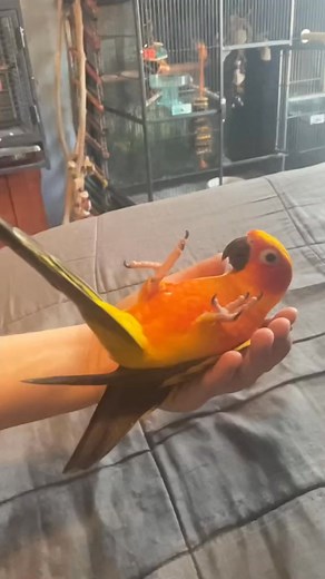 💥strobe warning💥 Our secret handshake | Bird Tails