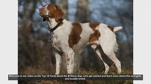 Top 10 Facts About the Energetic and Lovable Brittany Dog