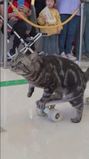 Fastest 10 metres by a cat on a skateboard - 12.85 seconds by Bao Zi 😻