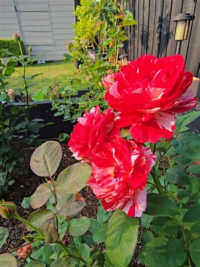 Identify This Mystery Garden Plant