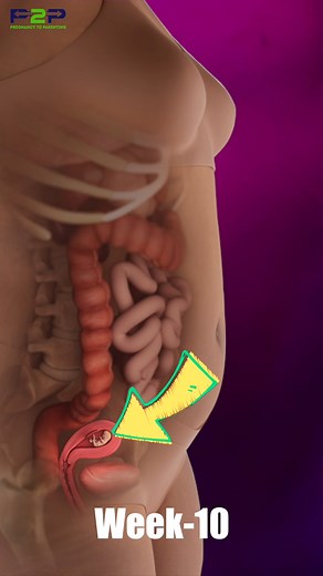 Pregnancy Transformation! | Pregnancy to parenting