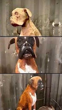 From Oak Log to Boxer: A Mesmerizing Timelapse of Chainsaw Carving Art